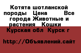 Котята шотланской породы › Цена ­ 40 - Все города Животные и растения » Кошки   . Курская обл.,Курск г.